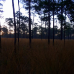 The wiregrass meadow just outside our cabin