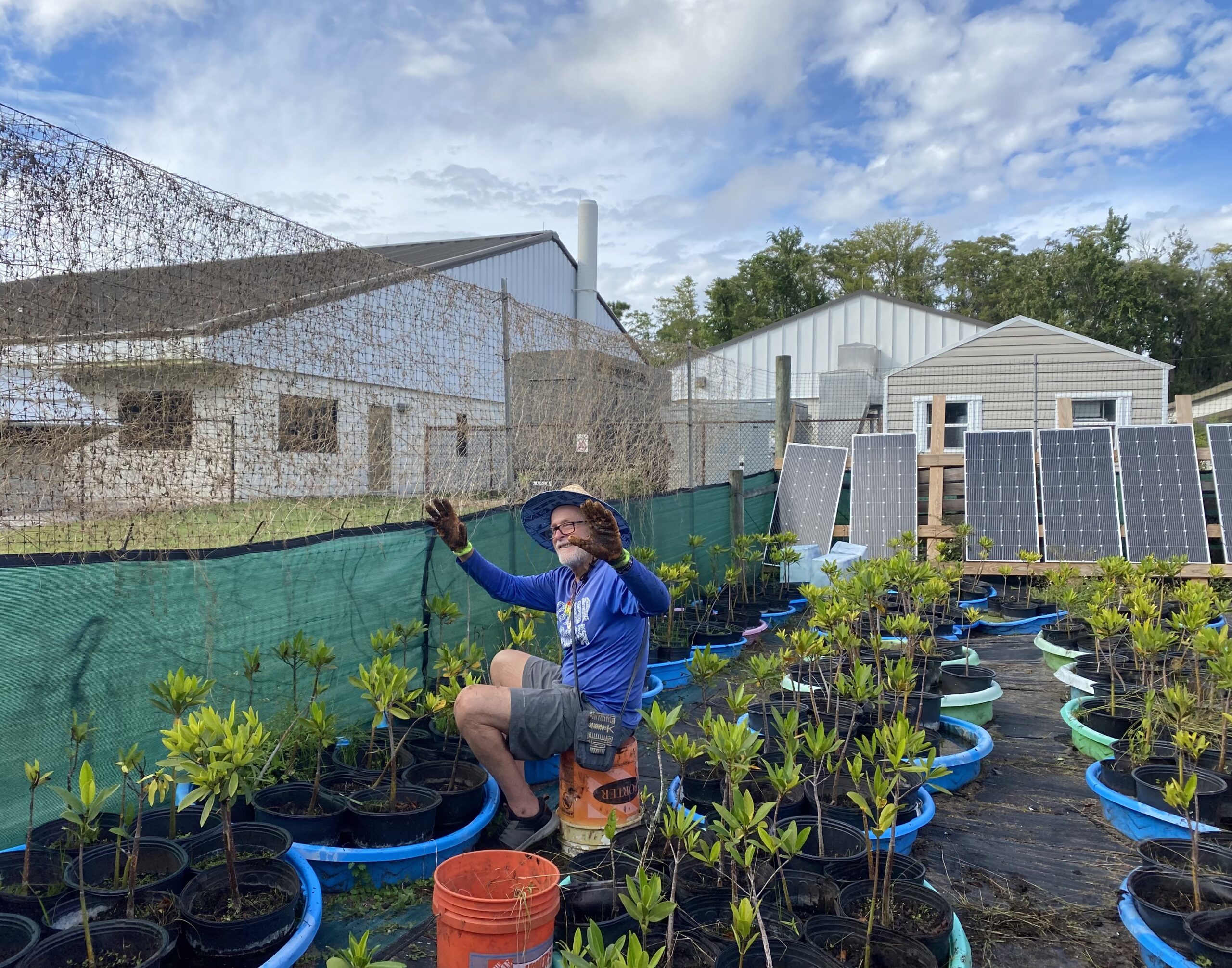 mangrove-gardening